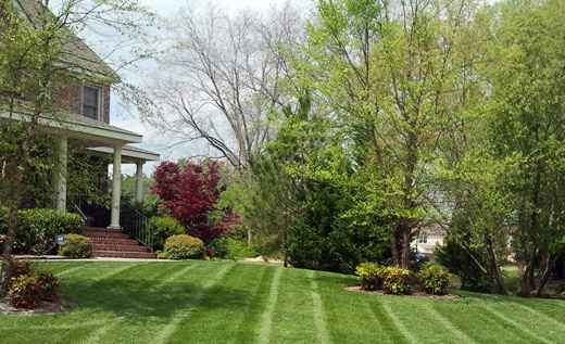 Standard lawn care